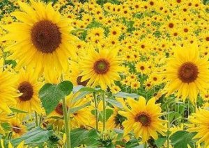 Manfaat Bunga Matahari